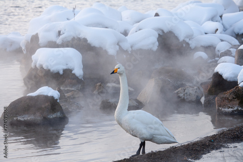 Fototapeta Naklejka Na Ścianę i Meble -  北海道の冬に湖畔に沸く温泉で過ごす白鳥