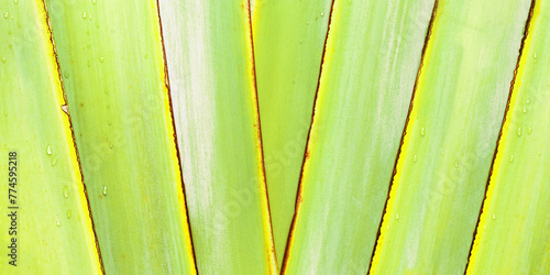 Texture banana palm leaf with Raindrops as natural banner background, abstract nature view. Detailed green yellow tropical leaves, Closeup photo exotic foliage. MInimal monochrome nature pattern
