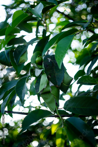 The trunk of Annona glabra is narrow, the bark is gray and sometimes grows in clusters. Leaves of Annona glabra are oval to oblong, photo