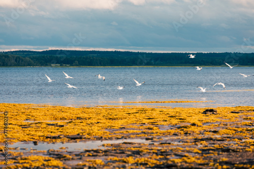 vue sur un groupe d'oiseaux au plumage blanc en train de prendre leur envol lors d'un coucher de soleil d'une journée d'été  photo