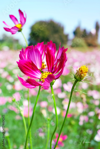 Pink flowers in nature garden.