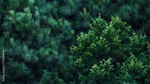 pine forest and cypress trees with dark green foliage are captured in photorealistic detail in this nature photography