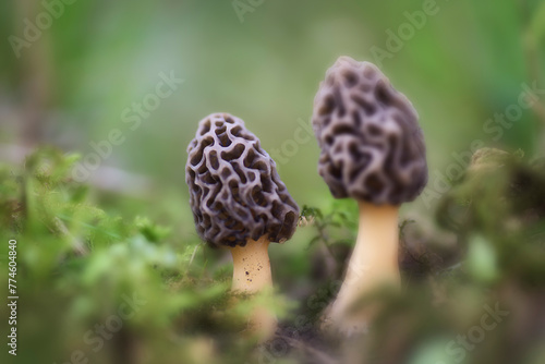 Pair of morel mushrooms, Morchella esculenta, in their natural environment with the green background out of focus creating a beautiful bokeh