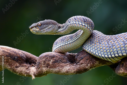 Mangrove pit viper on a tree branch