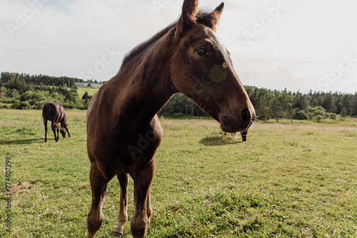 vue de côté sur la tête d'un cheval à poil brun dans un champ avec du gazon vert en été lors d'une journée ensoleillée
