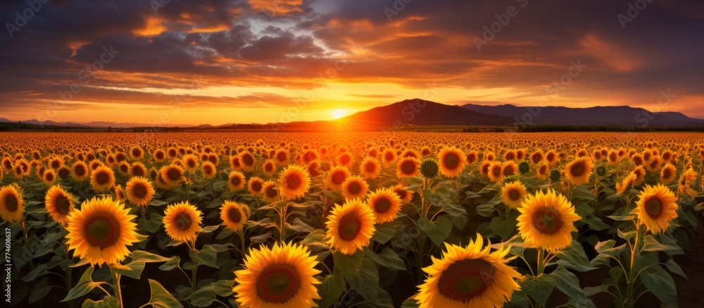 Lush sunflower field at dusk as the sun sets in the background, casting a warm glow over the landscape