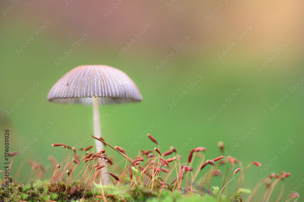 selective focus of an umbrella shaped mushroom growing among moss with a natural green out of focus background selective focus of an umbrella shaped mushroom growing among moss with a natural green out of focus background