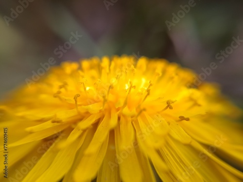 Dandelion flower close up.  Pistils and stamens.  Spring