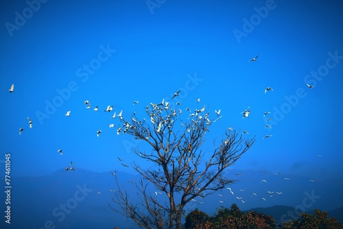white herons group leaving the tree in the mountains  © deepak