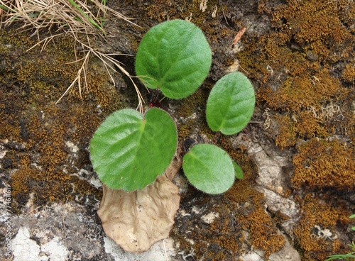 leave of bergenia ciliata plant found in the lower himalayan range india  © deepak