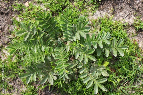 a plant of potentilla fulgens in the gharwal division of uttarakhand, india photo