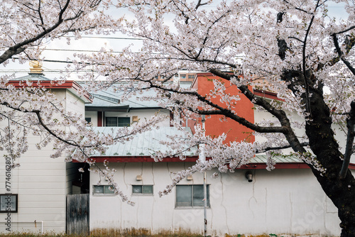 Obraz na płótnie Retro house and cherry blossoms in Hakodate, Hokkaido, Japan w salonie