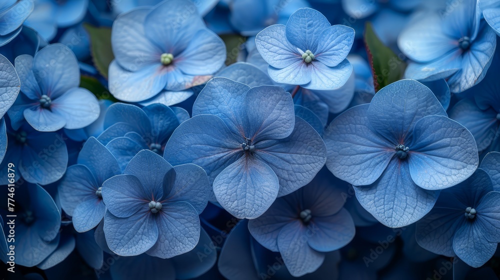 A cluster of blue flowers surrounded by more blue flowers A cluster of blue flowers surrounded by more blue flowers