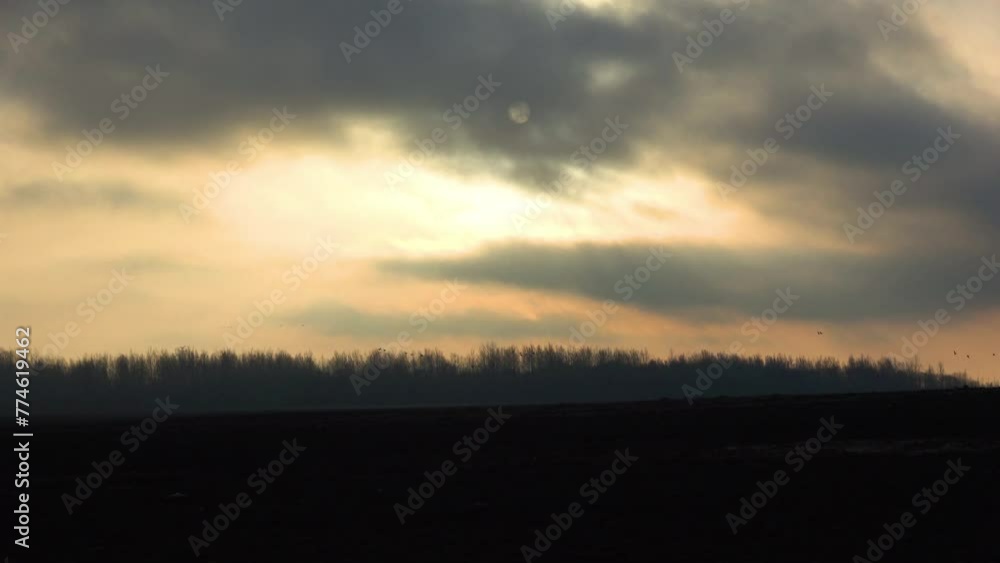 Spring sunrise and flocks of birds over the field Spring sunrise and flocks of birds over the field