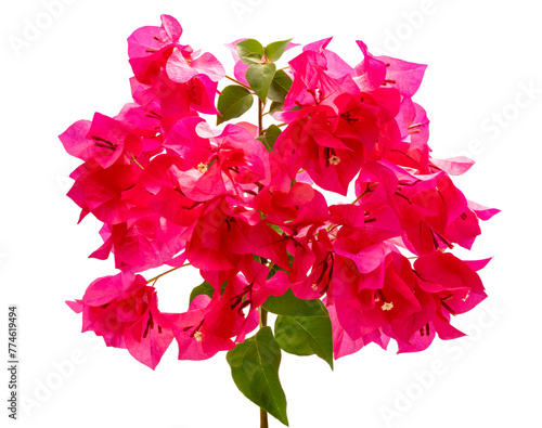 Bright pink bougainvillea flowers on white background, beautiful pink tropical flowers isolate on white with clupping path. photo