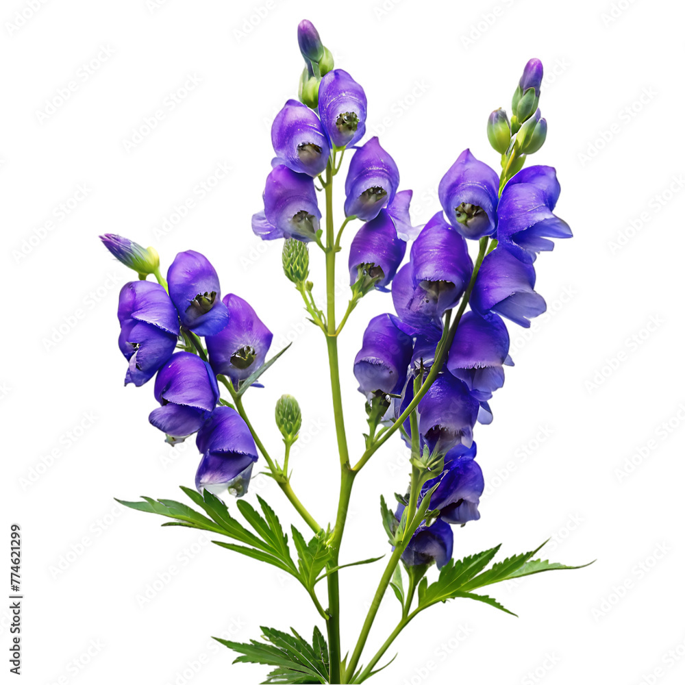 Naklejka premium anchan flowers isolated