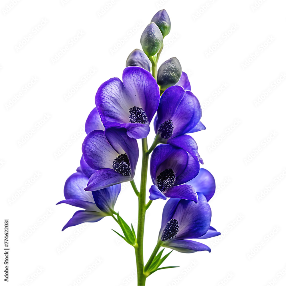anchan flowers isolated anchan flowers isolated
