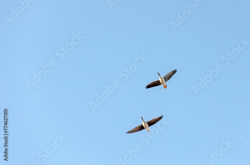 Two geese fly in the sky to the left, , bottom view, close-up