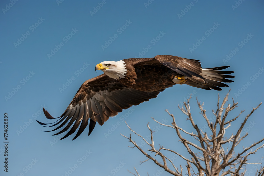 An eagle flying elegantly in the sky An eagle flying elegantly in the sky
