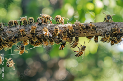  honeybees on the branch hanging down, trying to carry it with them while other bees sit and dance around it