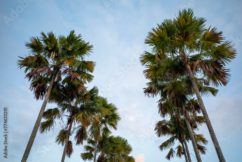 Beautiful tropical nature landscape with palm trees and blue sky