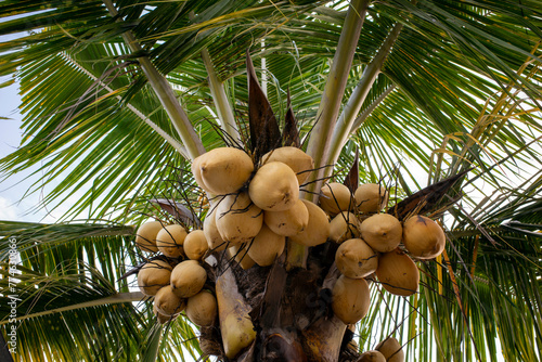 Fresh yellow coconuts hanging on its palm tree