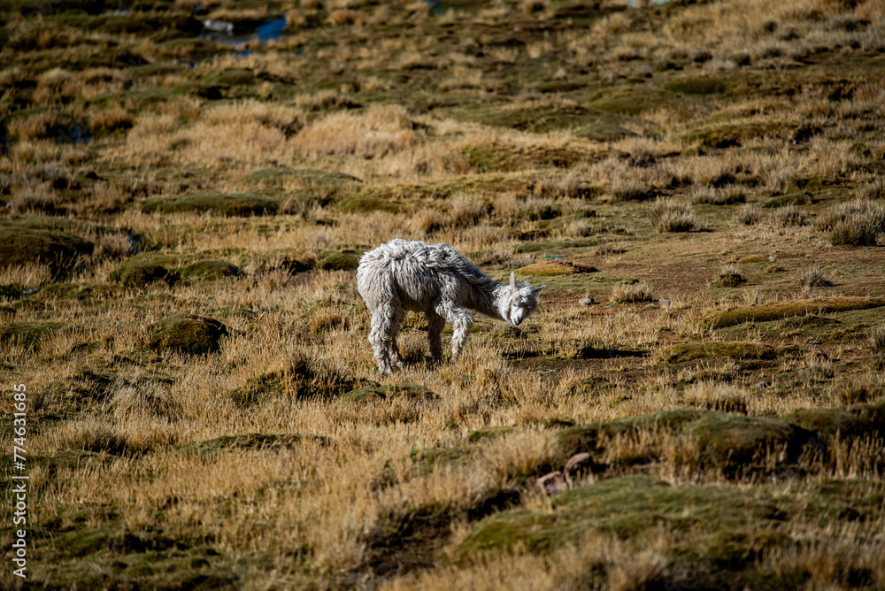 Fototapeta premium 2023 8 17 Peru llama grazing 55