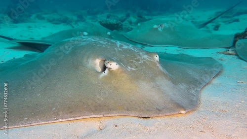 four large stingrays rest at sandy bottom  in Indian Ocean. They are Pink whip rays, known for their large aggregations. Some coral blocks and reef fish in background. Close-up shot. photo