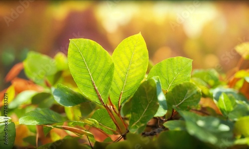 green leaves on the tree