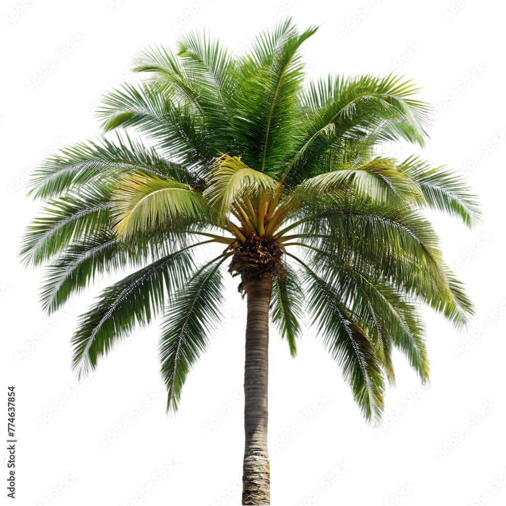 gardening theme wtih palm tree gardening theme wtih palm tree