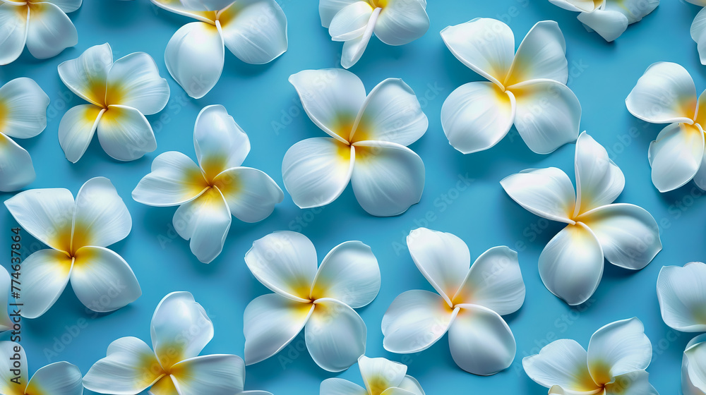 Fototapeta premium white frangipani plumeria flowers pattern on blue background top view flat lay.