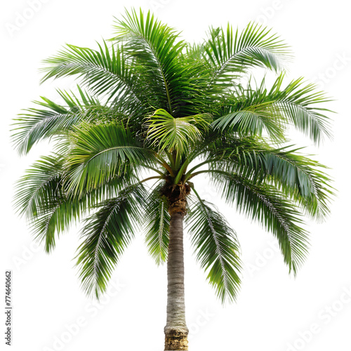 gardening theme wtih palm tree