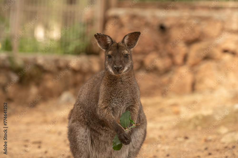 The kangaroo is looking with his food in his hand.