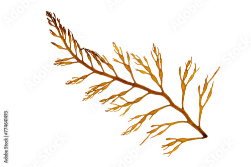 Brown algae branch isolated transparent png. Seaweed frond.
