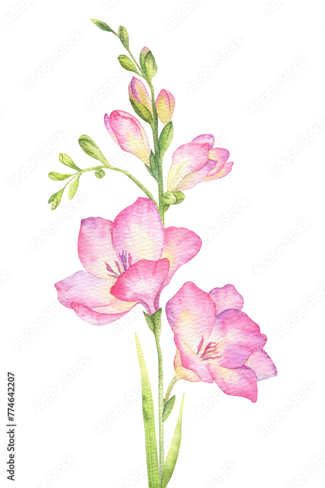 Pink freesia flowers, buds and leaves. Garden flowers. Isolated hand drawn watercolor illustration. Summer floral design for wedding invitations, cards, textiles, packaging of goods. wrapping paper