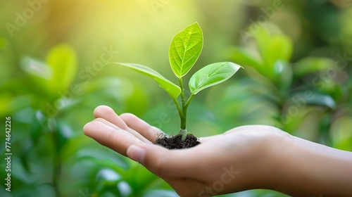 green growing plant in hand