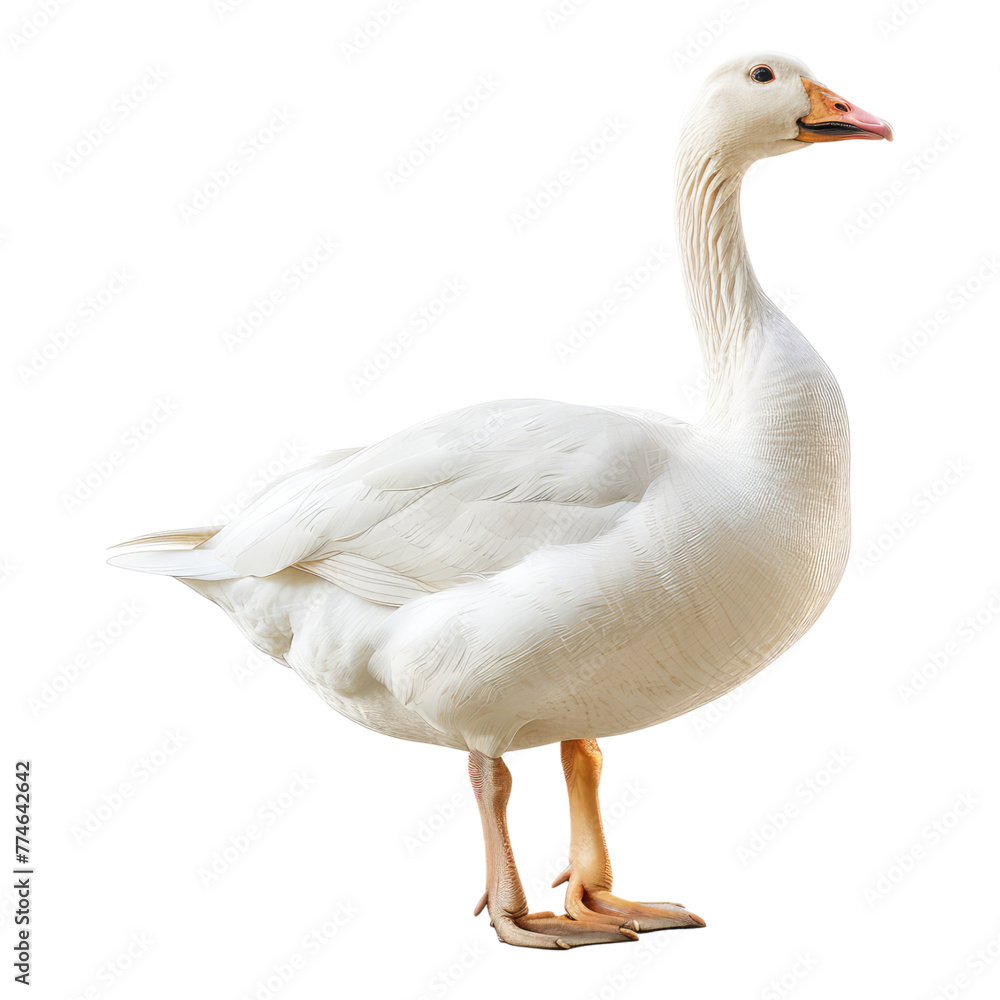 Domestic goose isolated on transparent background Domestic goose isolated on transparent background