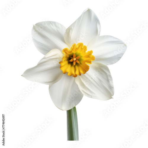 White narcissus flower isolated on transparent background