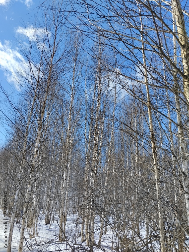 trees in winter trees in winter