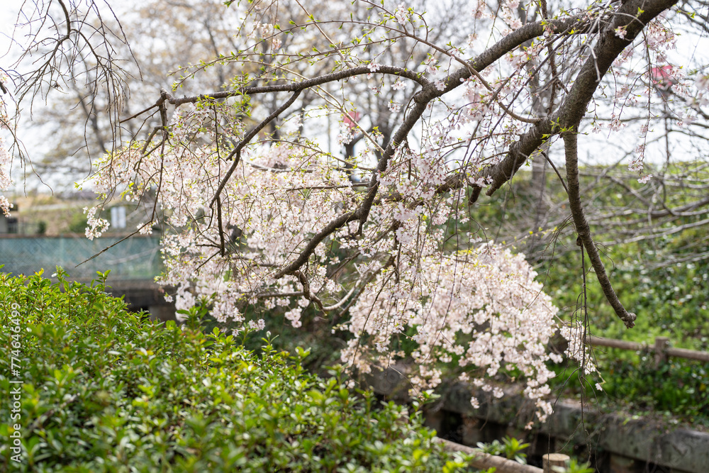 Scenery of taking a walk before the cherry blossoms bloom at the cherry blossom necklace in Inazawa City, Aichi Prefecture 愛知県稲沢市桜ネックレスで桜の開花前に散歩する風景 Scenery of taking a walk before the cherry blossoms bloom at the cherry blossom necklace in Inazawa City, Aichi Prefecture 愛知県稲沢市桜ネックレスで桜の開花前に散歩する風景