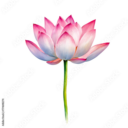 Lotus watercolor illustration, pink flower pond, floral decoration cute clipart cutout png for cards, prints