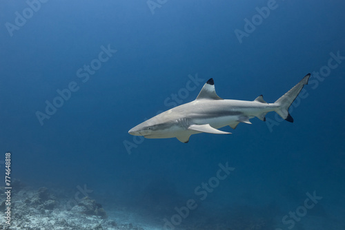 Fotografie Carcharhinus melanopterus Blacktip reef shark swimming in blue ocean
