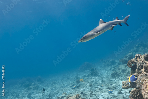 Triaenodon obesus whitetip reef shark swimming in blue ocean