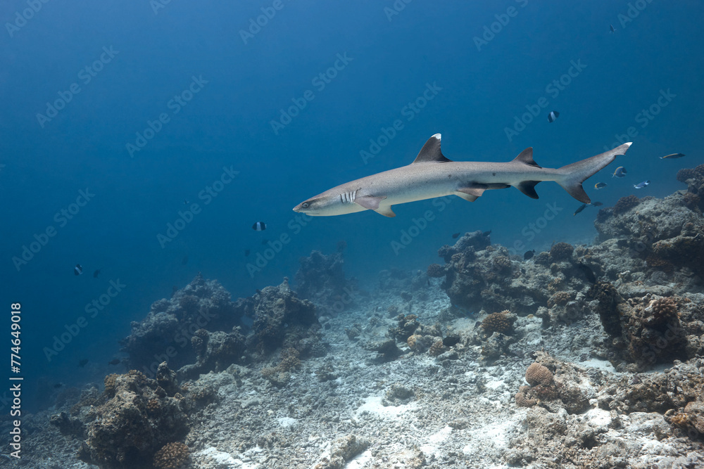 Fototapeta premium Triaenodon obesus whitetip reef shark swimming in blue ocean