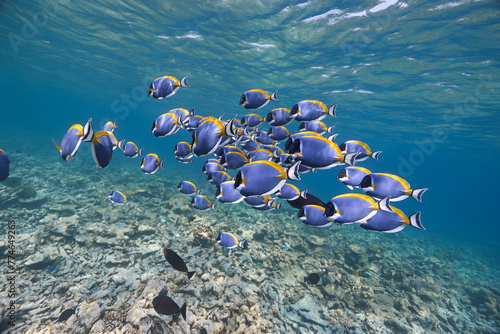 Acanthurus leucosternon Powderblue surgeonfish school in blue ocean	 photo