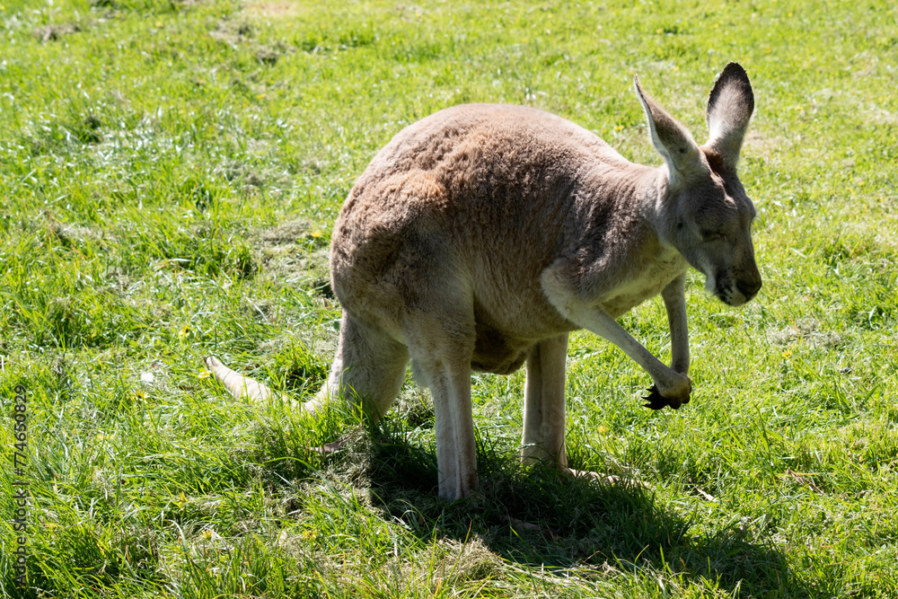 Females are smaller than males and are blue-grey with a brown tinge, pale grey below,