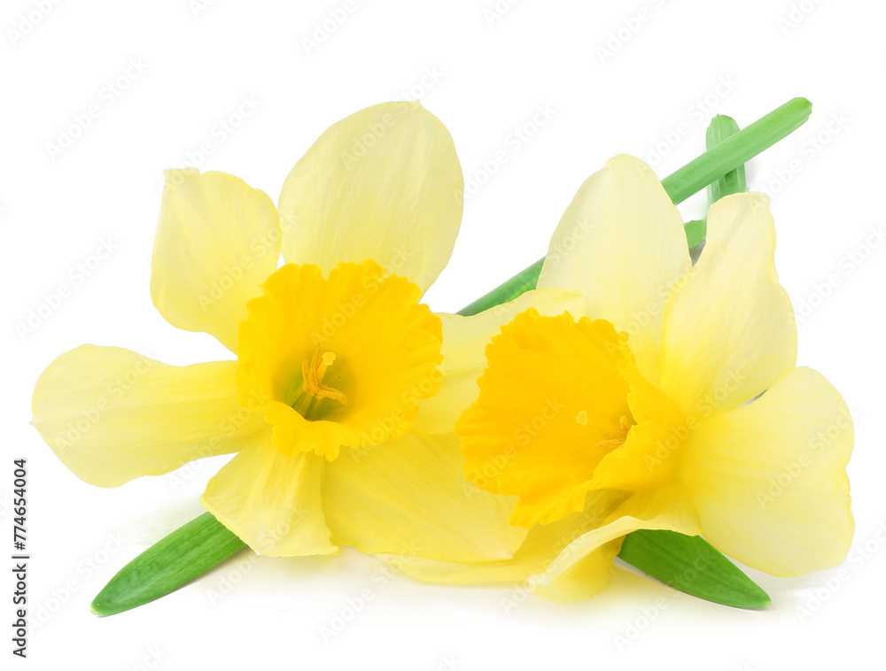Fototapeta premium Narcissus flowers isolated on a white background