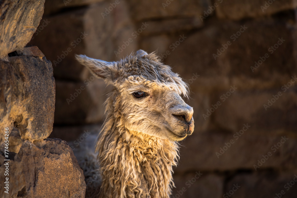 Fototapeta premium 2023 8 20 Peru llama 2