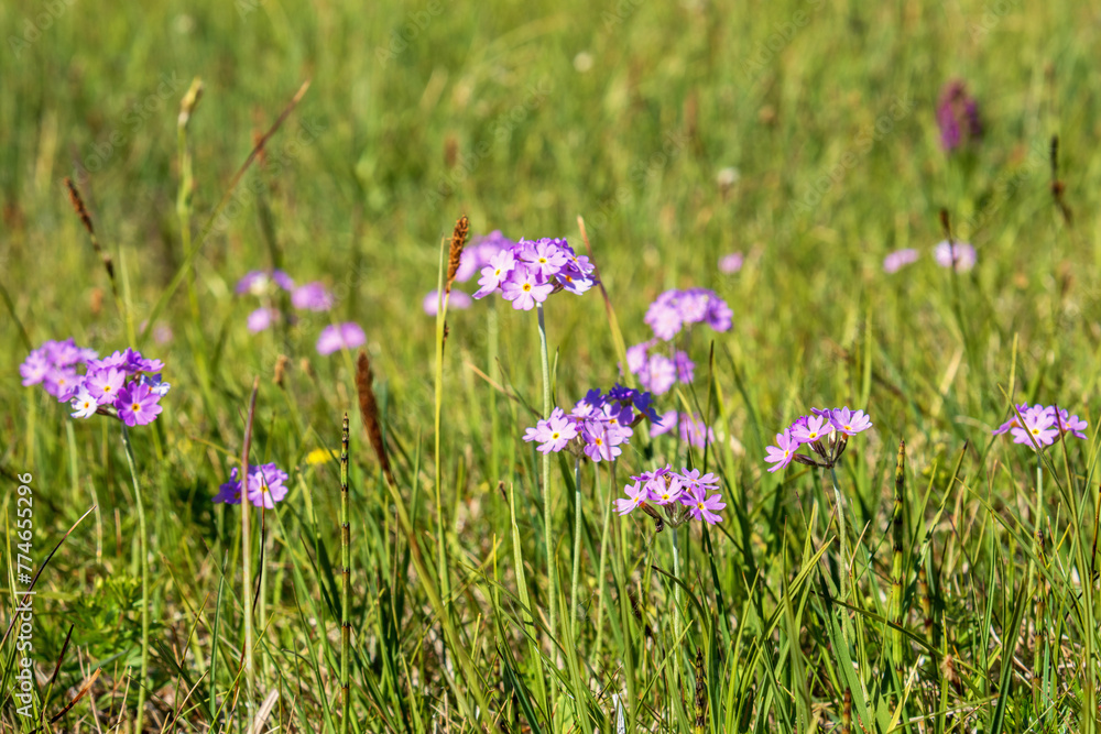 Flowering Bird's-eye primrose on a grass meadow Flowering Bird's-eye primrose on a grass meadow