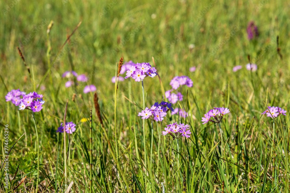 Flowering Bird's-eye primrose on a grass meadow